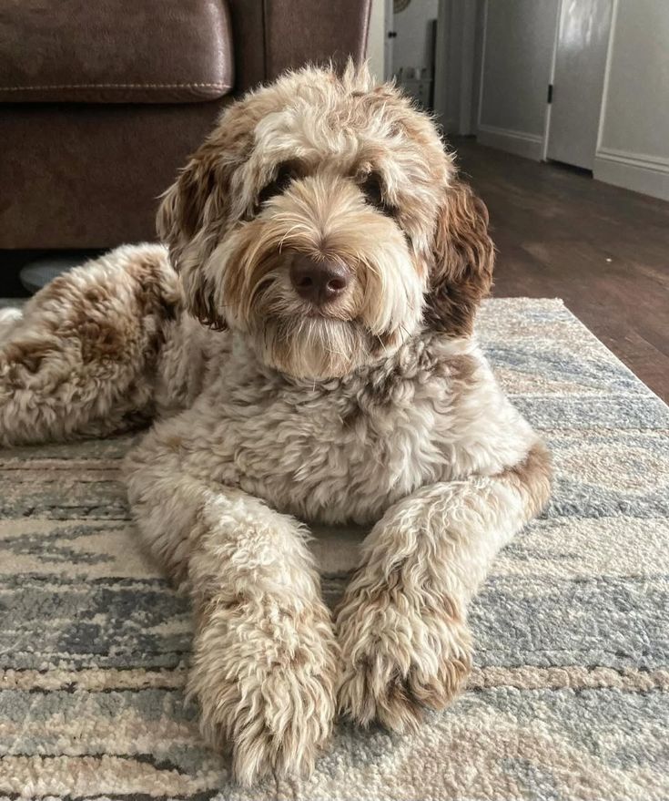 Great Danoodle