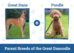 How big do Great Danoodles get?